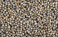 Millet/Bajra