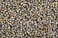 Millet/Bajra