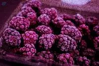 Frozen Raspberry