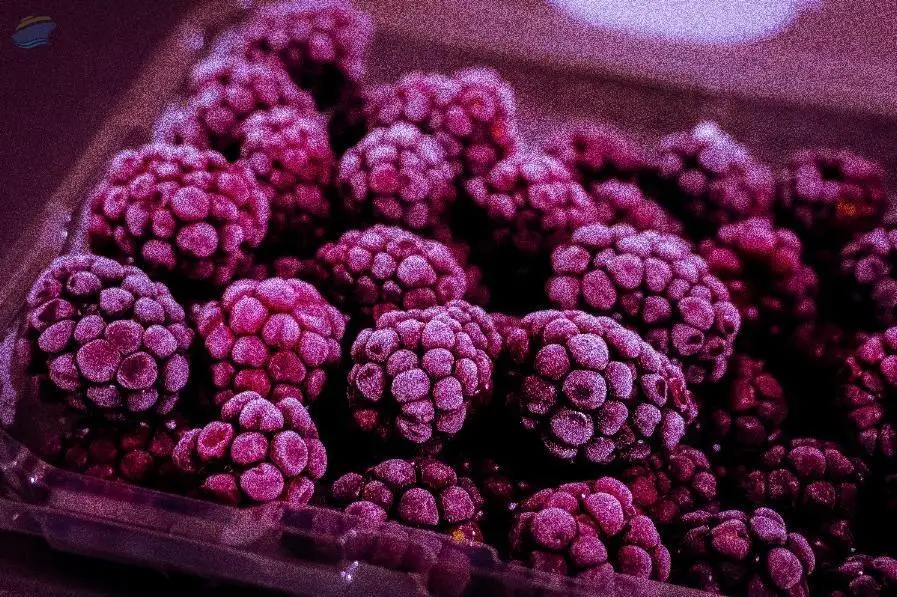 Frozen Raspberry
