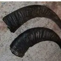 Horn Raw Materials