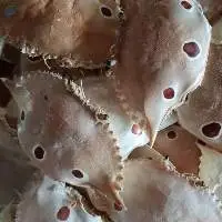 Dried Crab Shell