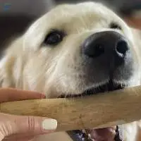 Coffee Wooden Dog Chew