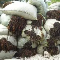 Best Price Raw Sargassum