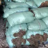 Dried Sargassum Seaweed For Animal Feed