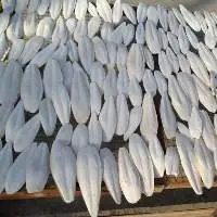 Cuttlefish Bone From Vietnam