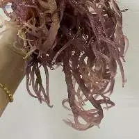Sea Moss For Wholesale Eucheuma Cottonii