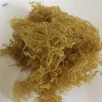 Sea Moss from Vietnam Eucheuma Cottonii