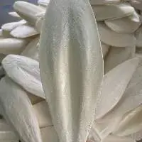 Cuttlefish Fish Bone