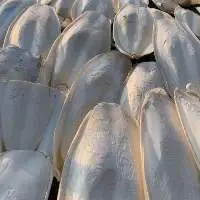 Cuttle Fish Bone CuttleBone with Export Standard
