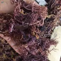 Wild Crafted Sun Dried Purple Sea Moss