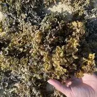 Dried Sargassum Seaweed