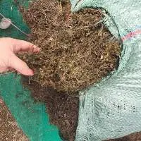 Hot Sales Raw Sargassum Seaweed