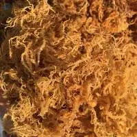 SEA MOSS/ Dried Seaweed Wild-crafted Irish Moss