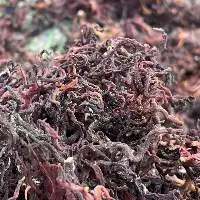 Purple Sea Moss/ Dried Seaweed