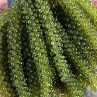 Fresh Sea Grapes