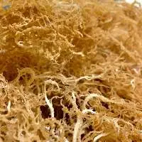 Dried Sea Moss