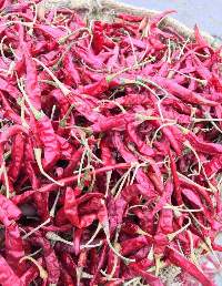 Hot Red Chilies Teja S17 ' Sanam  334