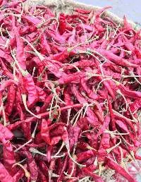 Hot Red Chilies Teja S17 ' Sanam  334