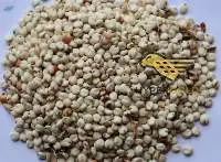 White Sorghum