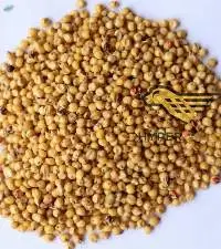 Yellow Sorghum