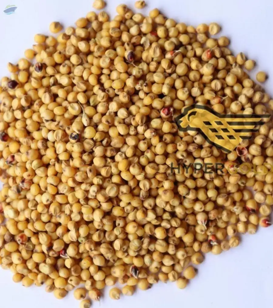 Yellow Sorghum