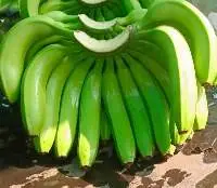 Banana G9