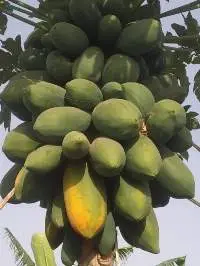 Papaya
