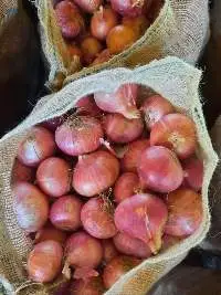 Onion