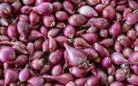 Shallot
