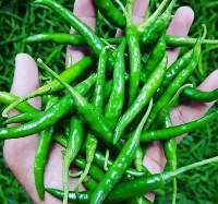 Green Chilli