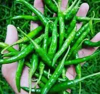 Green Chilli