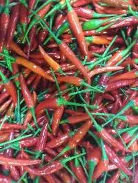 Fresh Red/Bird Eyes/Green Chilli (whole type)