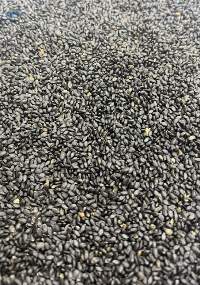 Basil Seeds