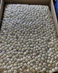 Hazelnut Blanched