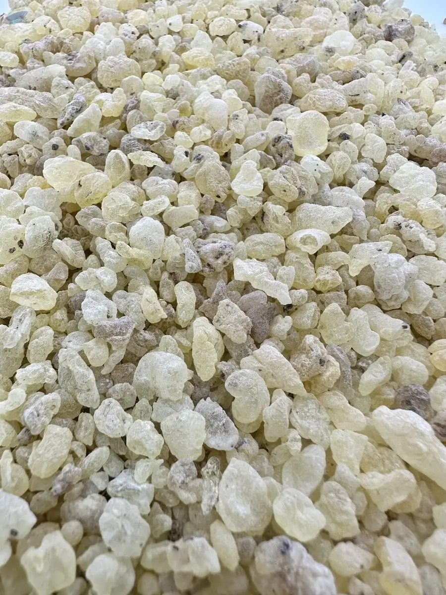 Gum Mastic