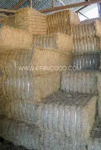 Coco Fiber