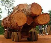 Africa Doussie / Tali / Azobe / Rosewood Logs