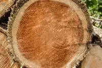 Timber Logs Teak Wood / Oak Wood Logs