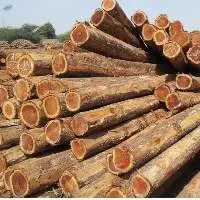 Sawn Teak Azobe Logs/ Cherry Logs