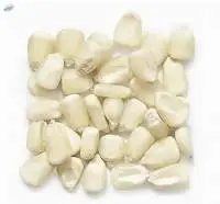 Dry White Corn / Maize