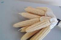 White Corn