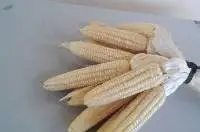 White Corn