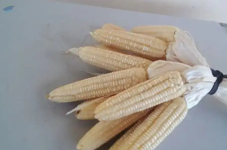 White Corn
