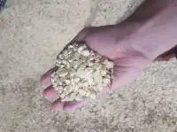 White Dry Maize / Corn
