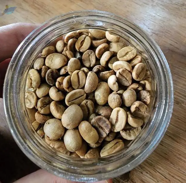 Green Bean Coffee