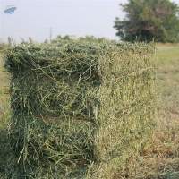 Alfalfa Hay