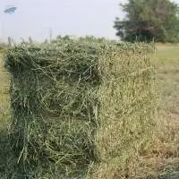 Alfalfa Hay