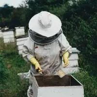 Honey - Bee
