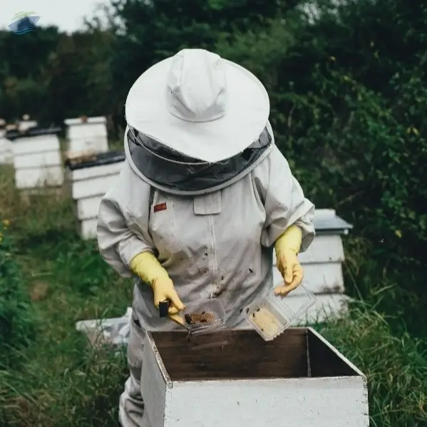 Honey - Bee